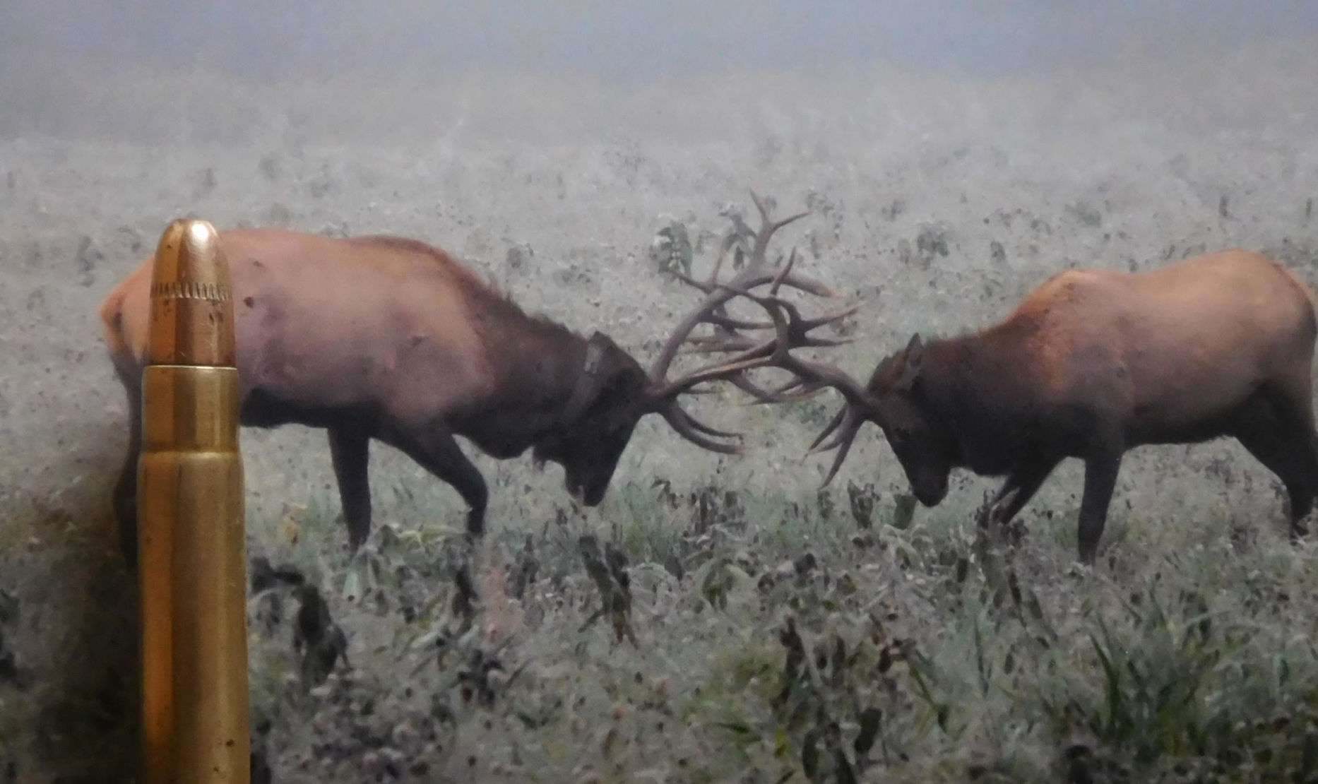 Elk: The longest trail